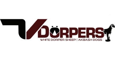 7V Dorpers