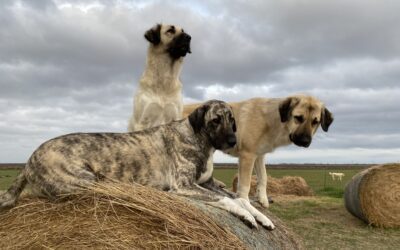 Stanko, Michelle Garcia