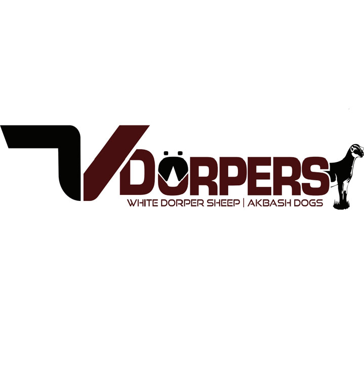 7 Dorpers